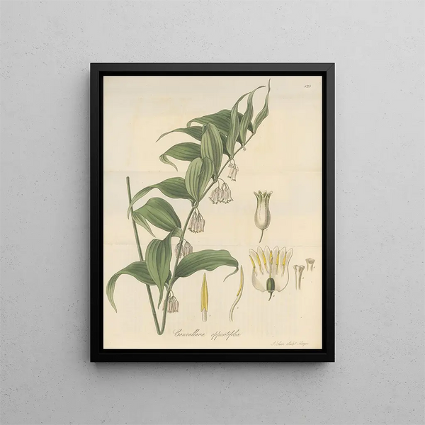 William Jackson Hooker - Canvallaria oppositifolia.webp