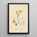 Chrysiphiala pauciflora - William Jackson Hooker — gerahmtes Bild an der Wand