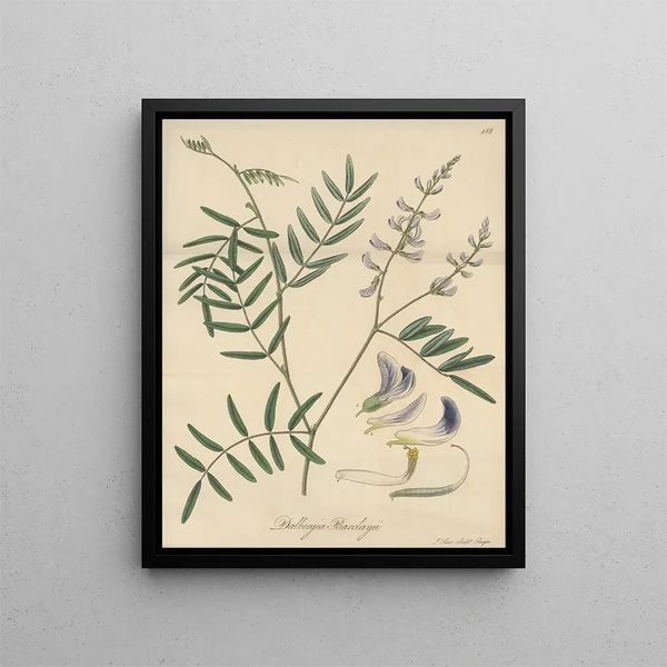 William Jackson Hooker - Dalbergia Barclayii.webp