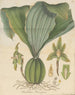 Dendrobium barringtoniae - William Jackson Hooker — Ansicht des Kunstwerks