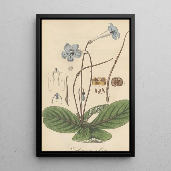 William Jackson Hooker - Didymocarpus Rexii.webp