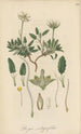 Dryas integrifolia - William Jackson Hooker — Ansicht des Kunstwerks