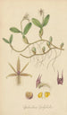 Epidendrum polybulbon - William Jackson Hooker — Ansicht des Kunstwerks