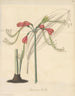 Eucrosie bicolore - William Jackson Hooker — Ansicht des Kunstwerks