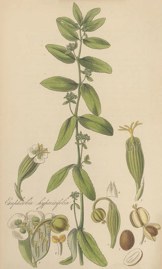 William Jackson Hooker - Euphorbia hypericifolia.webp