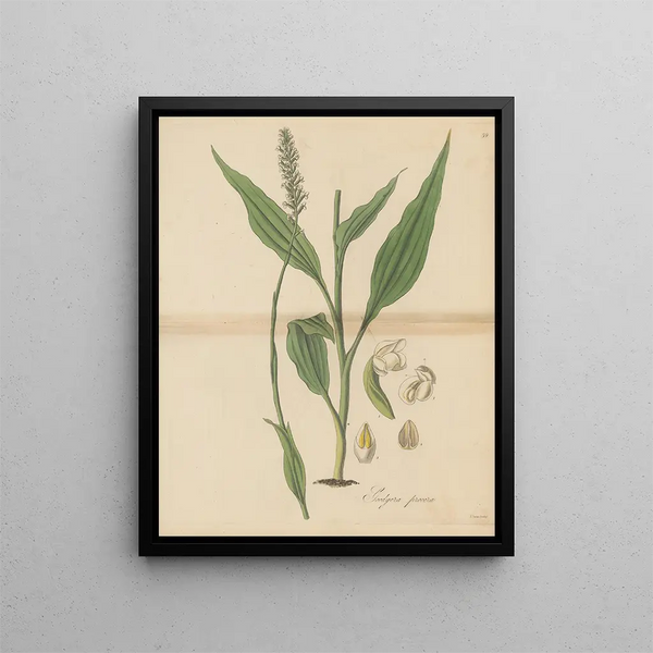 William Jackson Hooker - Goodyera procera.webp