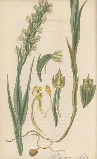 William Jackson Hooker - Habenaria alata.webp
