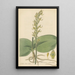 Habenaria orbiculata - William Jackson Hooker — gerahmtes Bild an der Wand
