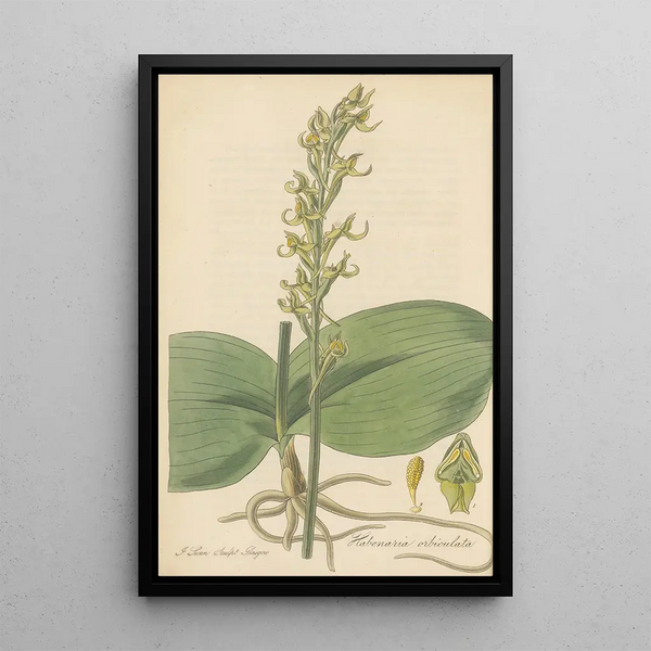 William Jackson Hooker - Habenaria orbiculata.webp