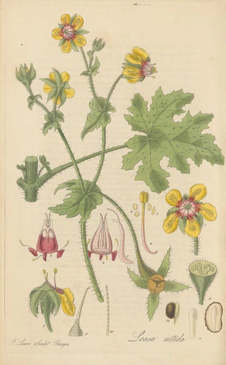 William Jackson Hooker - Loasa nitida.webp