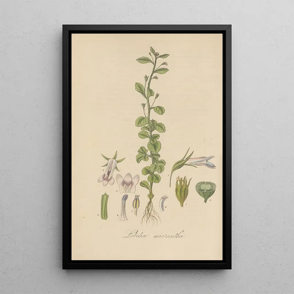 William Jackson Hooker - Lobelia micrantha.webp