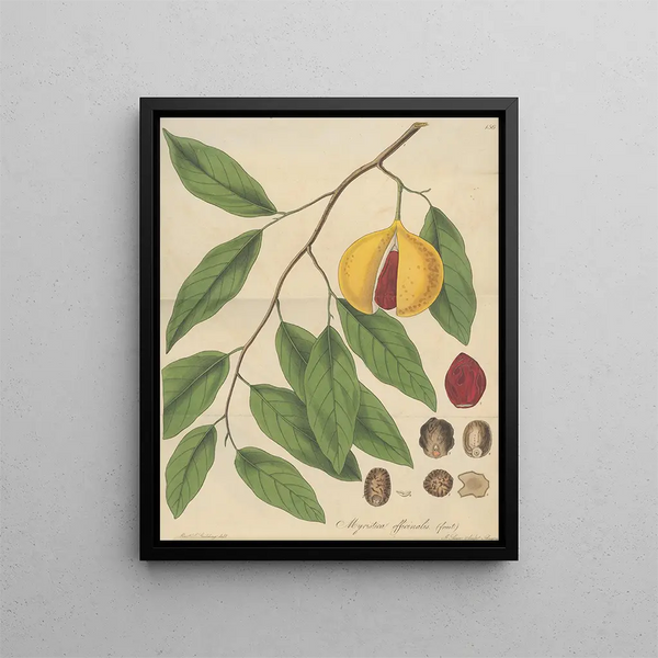 William Jackson Hooker - Myristica Officinalis fruit.webp