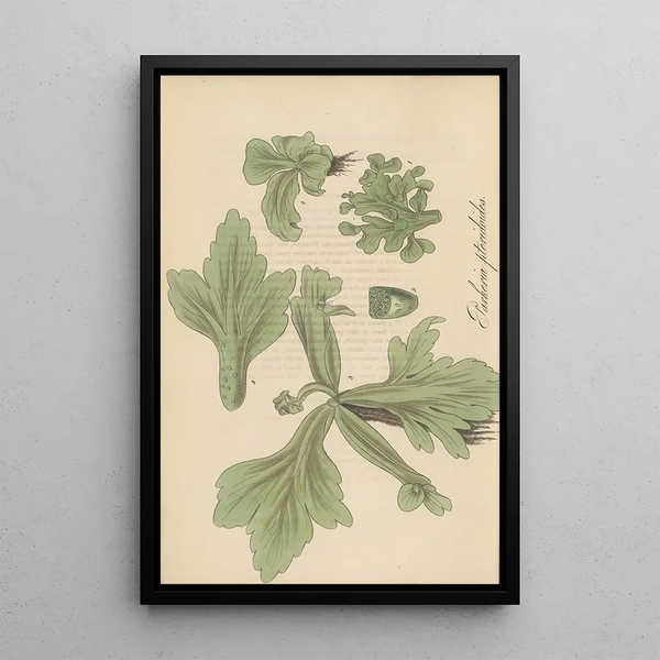 William Jackson Hooker - Parkeria pteridoides.webp