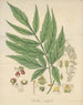 Paullinia meliifolia - William Jackson Hooker — Ansicht des Kunstwerks
