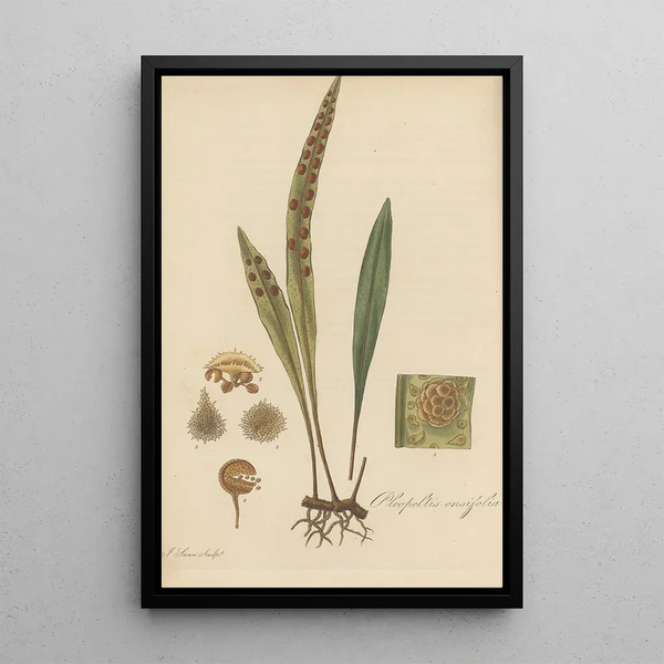 William Jackson Hooker - Pleopeltis ensifolia.webp