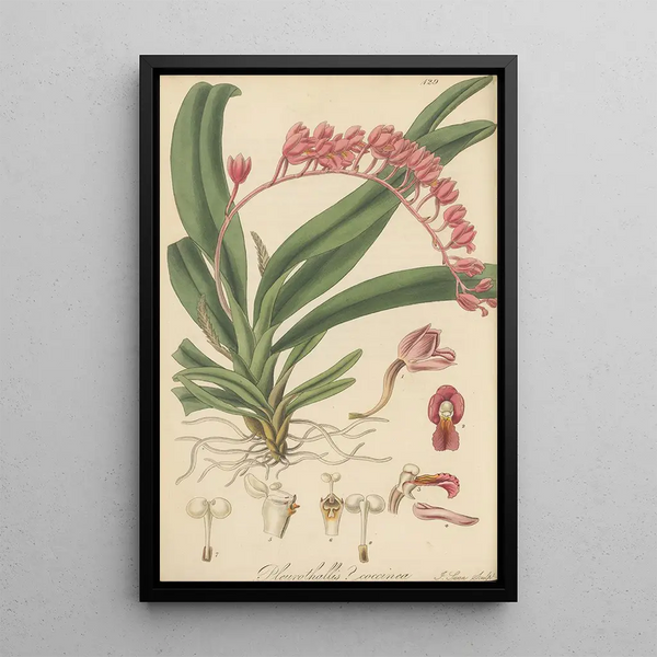 William Jackson Hooker - Pleurothallis coccinea.webp