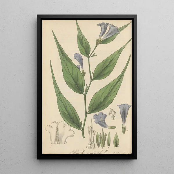 William Jackson Hooker - Ruellia anisophylla.webp