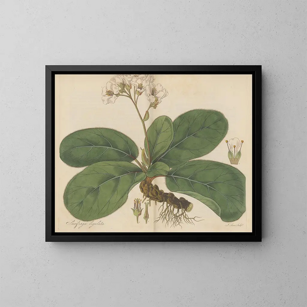 Saxifrage ligulée - William Jackson Hooker — gerahmtes Bild an der Wand