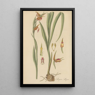 William Jackson Hooker - Serapias Lingua.webp