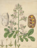 Shotia latifolia - William Jackson Hooker — Ansicht des Kunstwerks