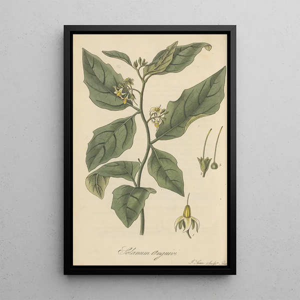William Jackson Hooker - Solanum Anguivi.webp