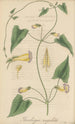 Thunbergia angulata - William Jackson Hooker — Ansicht des Kunstwerks
