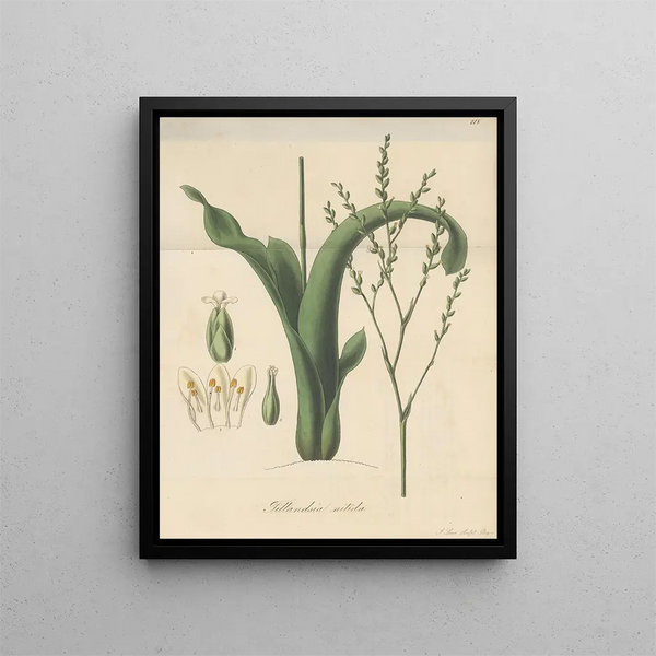 William Jackson Hooker - Tillandsia nitida.webp
