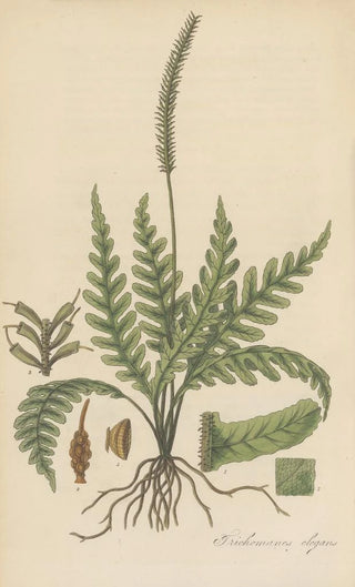 William Jackson Hooker - Trichomanes elegans.webp