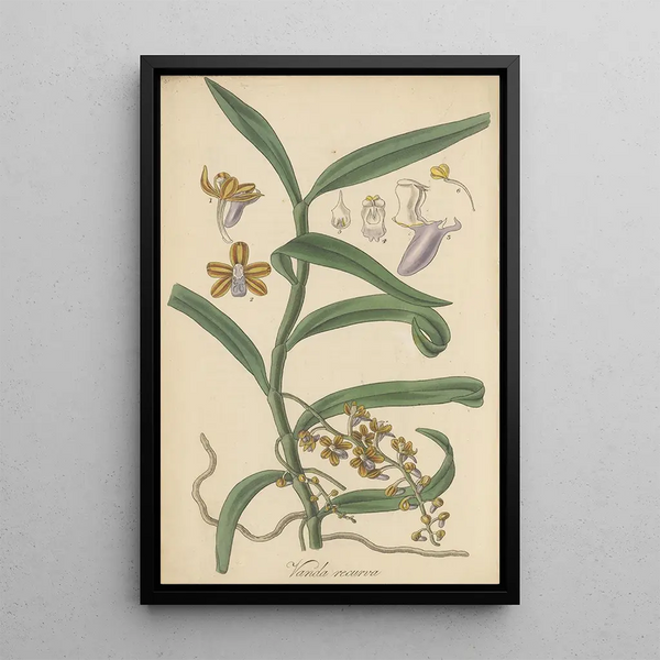 William Jackson Hooker - Vanda recurva.webp