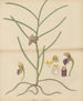 Vanda trichorhiza - William Jackson Hooker — Ansicht des Kunstwerks