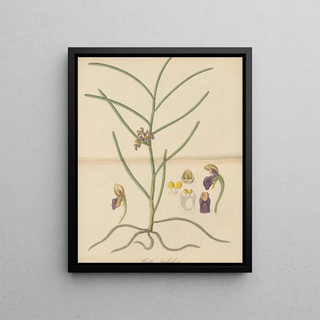 William Jackson Hooker - Vanda trichorhiza.webp