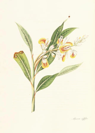 William Roscoe - Monandrian Plants.webp