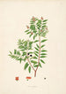 Pflanzen der Küste von Coromandel Pl002 - William Roxburgh — Ansicht des Kunstwerks