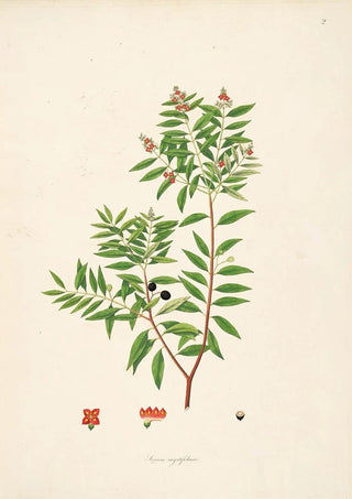 William Roxburgh - Plants of the coast of Coromandel Pl002.webp