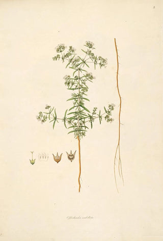 William Roxburgh - Plants of the coast of Coromandel Pl003.webp