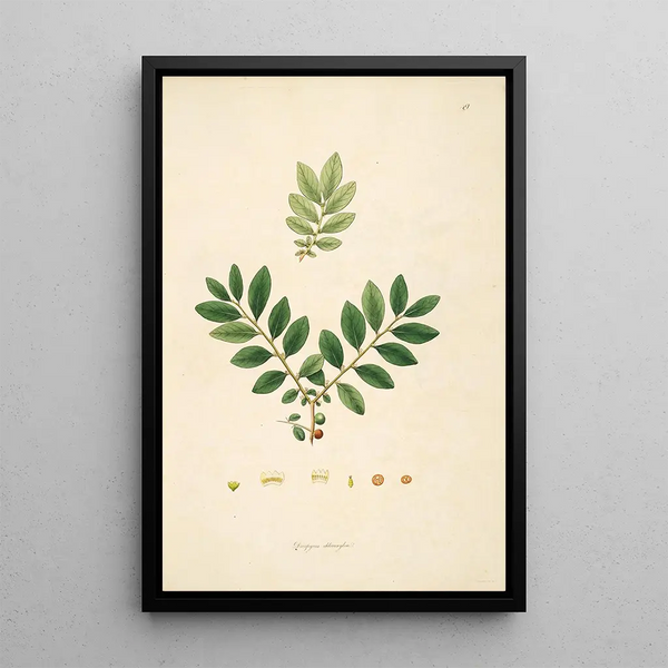 William Roxburgh - Plants of the coast of Coromandel Pl049.webp