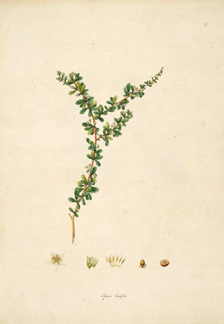William Roxburgh - Plants of the coast of Coromandel Pl057.webp
