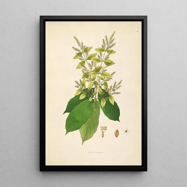 William Roxburgh - Plants of the coast of Coromandel Pl059.webp