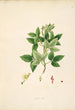 Pflanzen der Küste von Coromandel Pl061 - William Roxburgh — Ansicht des Kunstwerks