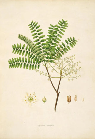 William Roxburgh - Plants of the coast of Coromandel Pl064.webp