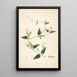 William Roxburgh - Plants of the coast of Coromandel Pl067.webp