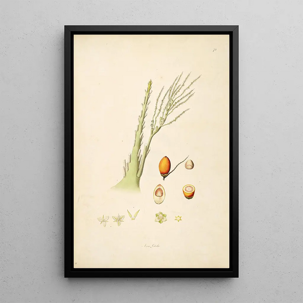 William Roxburgh - Plants of the coast of Coromandel Pl075.webp