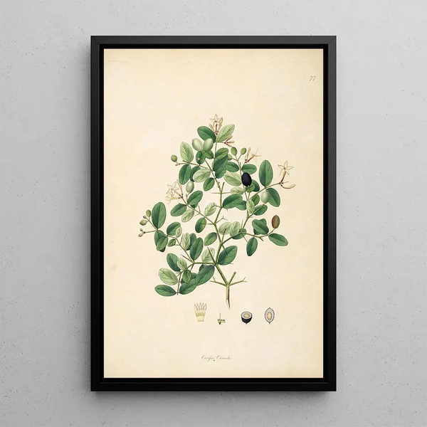 William Roxburgh - Plants of the coast of Coromandel Pl077.webp