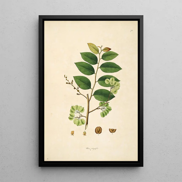 William Roxburgh - Plants of the coast of Coromandel Pl078.webp