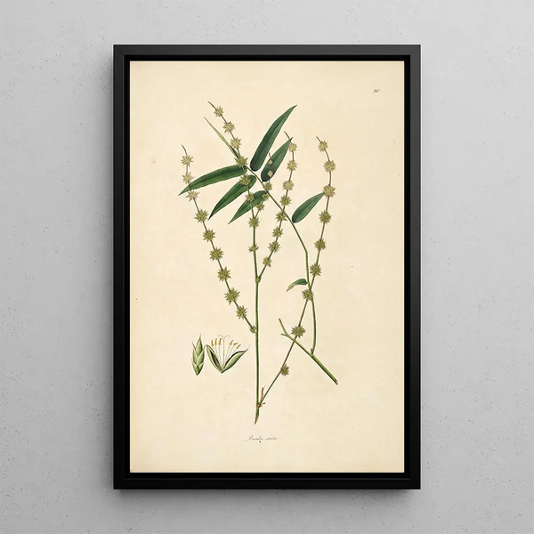 William Roxburgh - Plants of the coast of Coromandel Pl080.webp