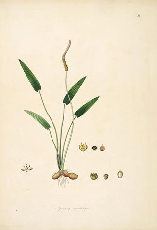 William Roxburgh - Plants of the coast of Coromandel Pl081.webp
