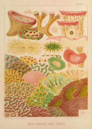 William SavilleKent - Great Barrier Reef Corals.webp