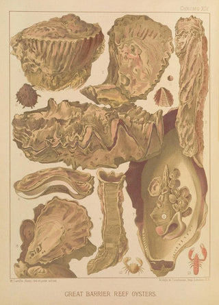 William SavilleKent - Great Barrier Reef Oysters.webp