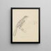 Ein Vogel - William Swainson — gerahmtes Bild an der Wand