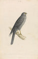 Dunkler Falke - William Swainson — Ansicht des Kunstwerks